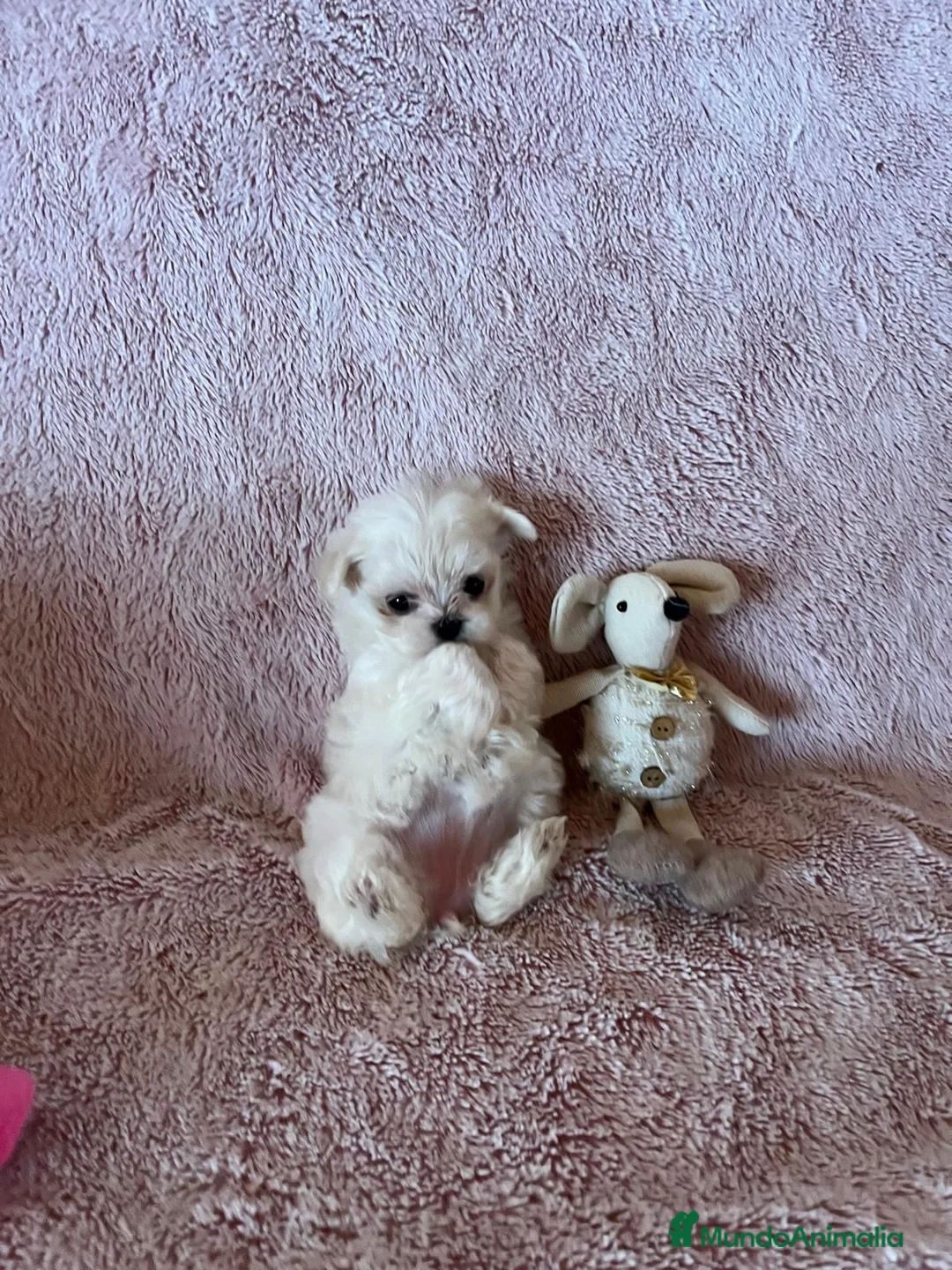 Bichón Maltés perros en venta: BICHÓN MALTÉS COREANO Mini - Anuncio 3