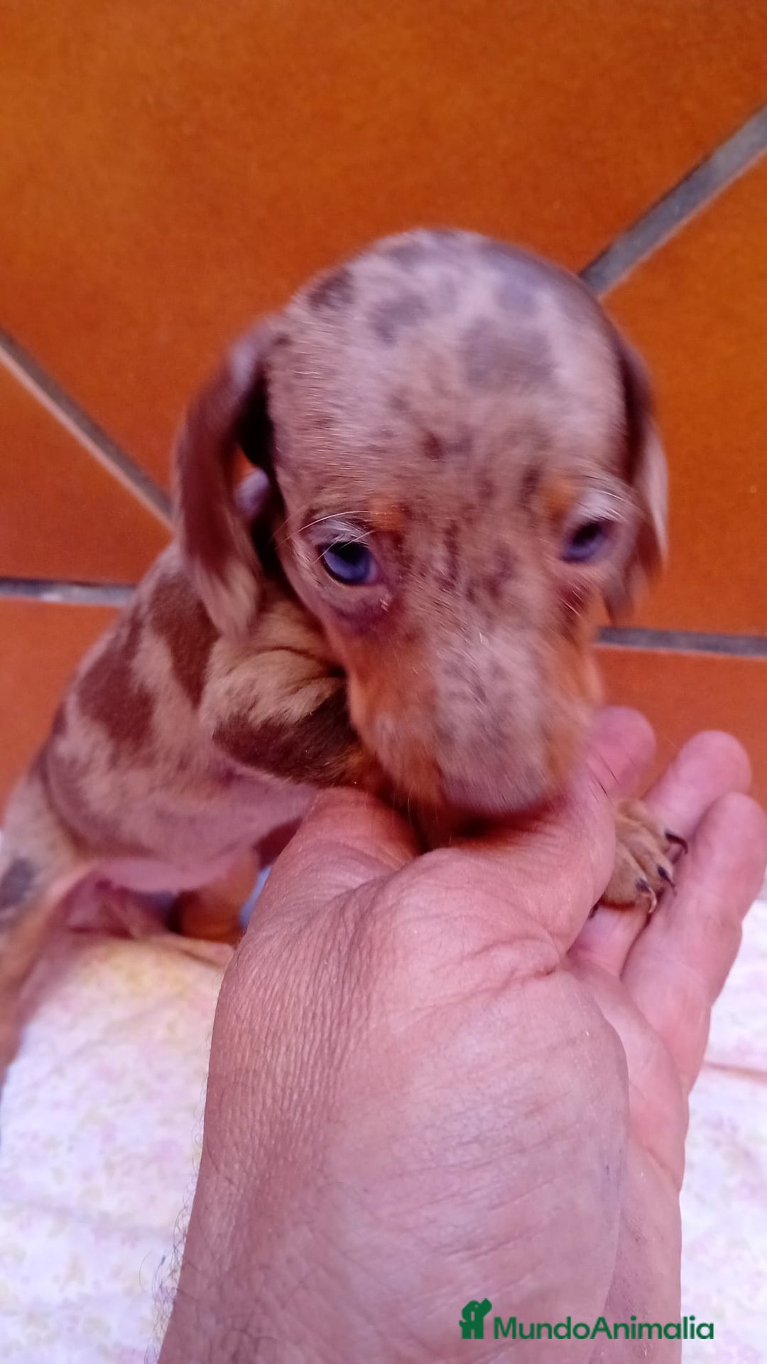 Teckel Miniatura perros en venta: Teckel kaninchen  - Imagen 2