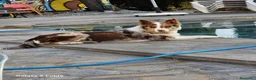 Border Collie perros en venta: Border Collie red - Anuncio 2