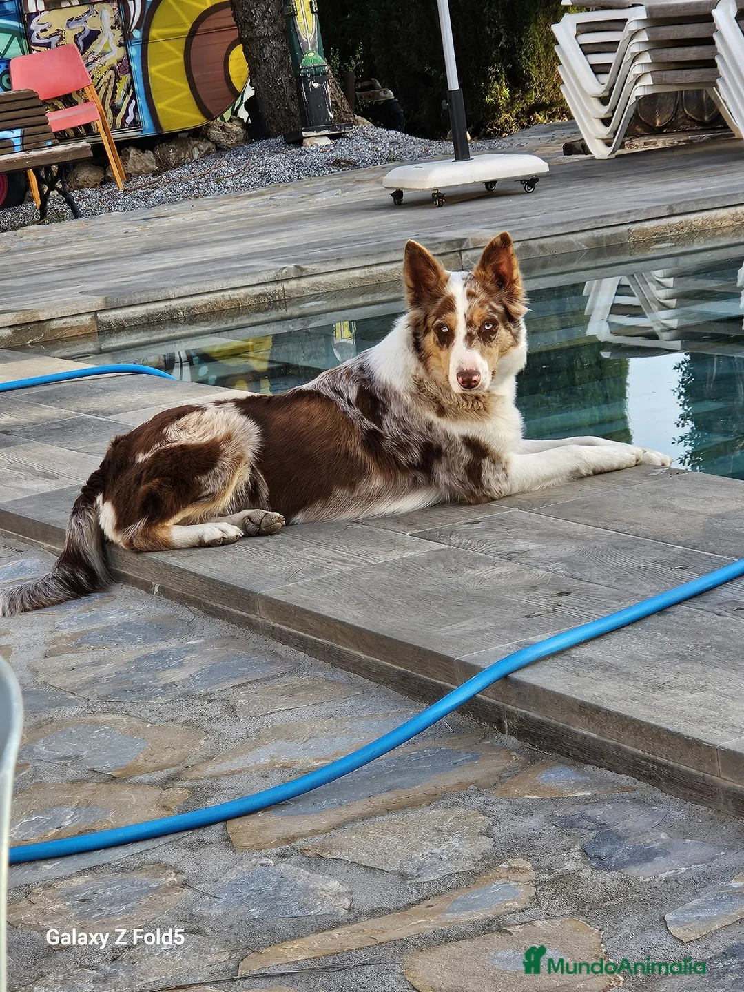 Border Collie perros en venta: Border Collie red - Anuncio 2