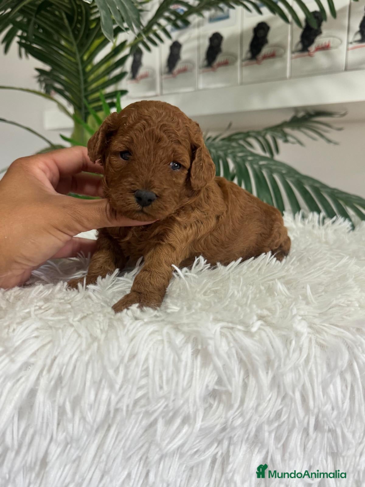 Caniche Toy perros CANICHE TOY HEMBRAS 🎀 - Anuncio 1