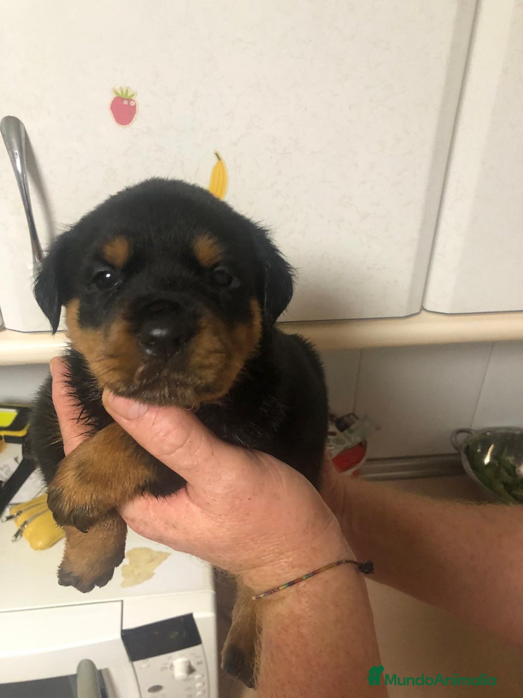 Rottweiler perros en venta: Rottweiler - Anuncio 1