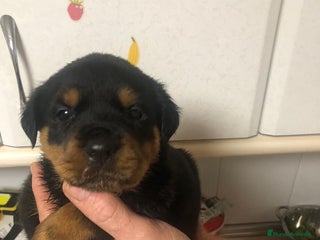 Rottweiler perros Rottweiler - Anuncio 1