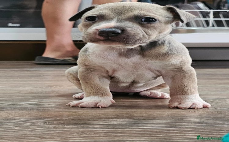 American Staffordshire-Terrier perros - Propaganda 2