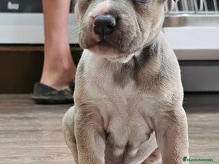 American Staffordshire-Terrier perros - Anuncio 16