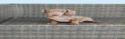 Teckel Miniatura perros en venta: Teckel Mini macho Merle chocolate  - Anuncio 4
