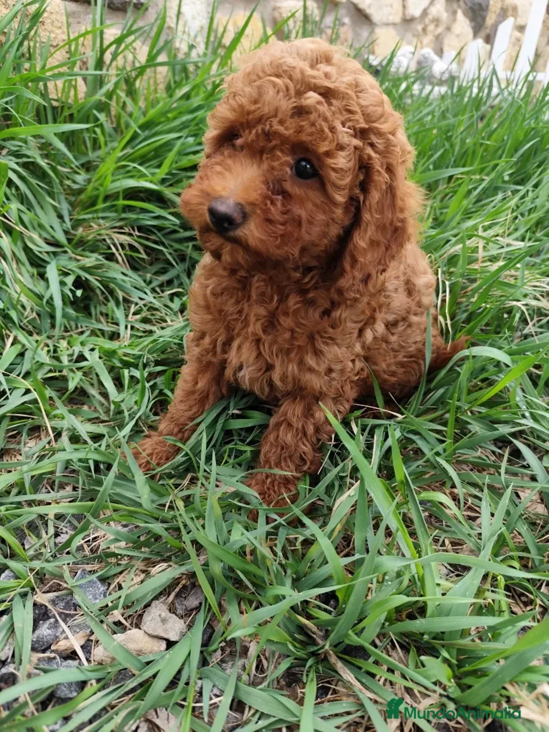 Caniche Toy perros en venta: caniche asiáticos toy  en Madrid - Anuncio 4