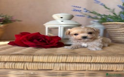 Maltipoo perros en venta: Maltipoo tacita de té hembra disponible  - Imagen 1