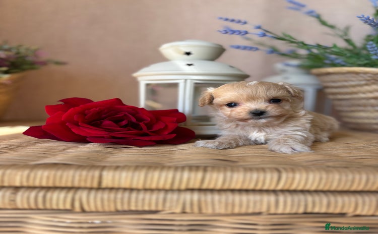 Maltipoo perros - Anuncio 10