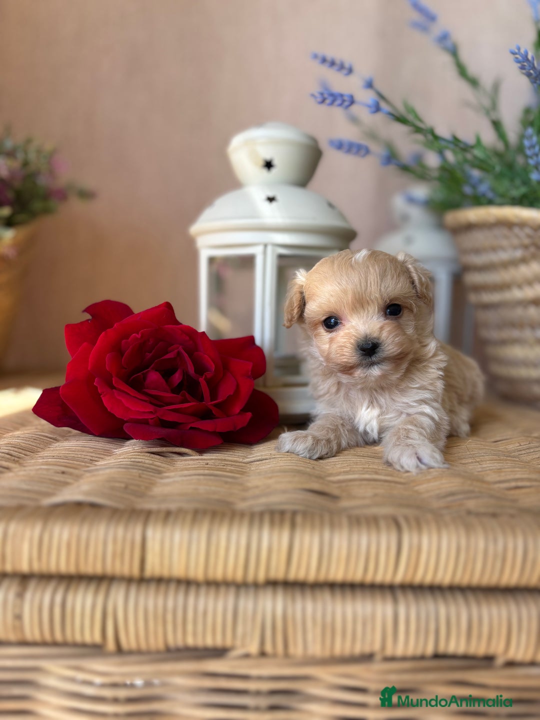 Maltipoo perros en venta: Maltipoo tacita de té hembra disponible  - Imagen 1
