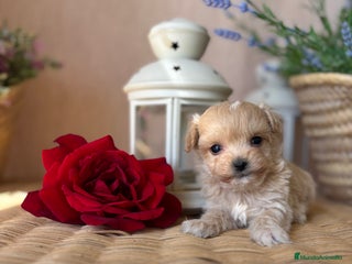 Maltipoo perros - Anuncio 1
