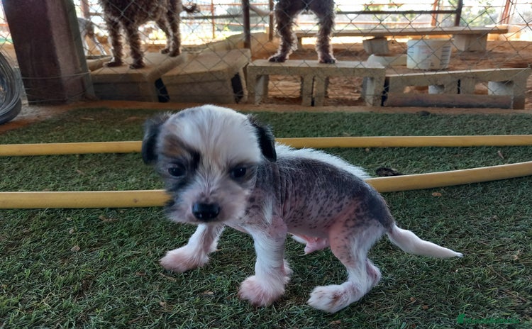 Perro Crestado Chino perros Crestados chinos sin pelo. - Anuncio 2