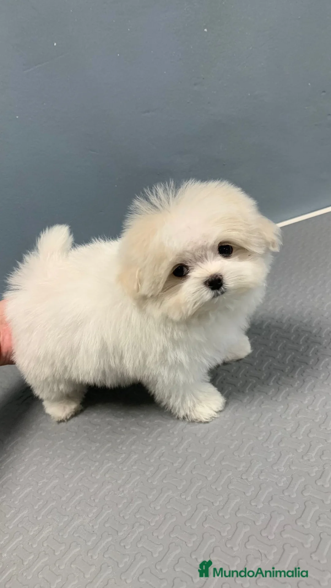 Bichón Maltés perros en venta: Bichón Maltes micro Toy en Barcelona - Anuncio 5