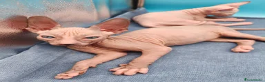 Sphynx Gatito 2