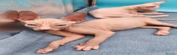 Sphynx gatos en venta: Preciosa camada ojos azules  - Anuncio 17