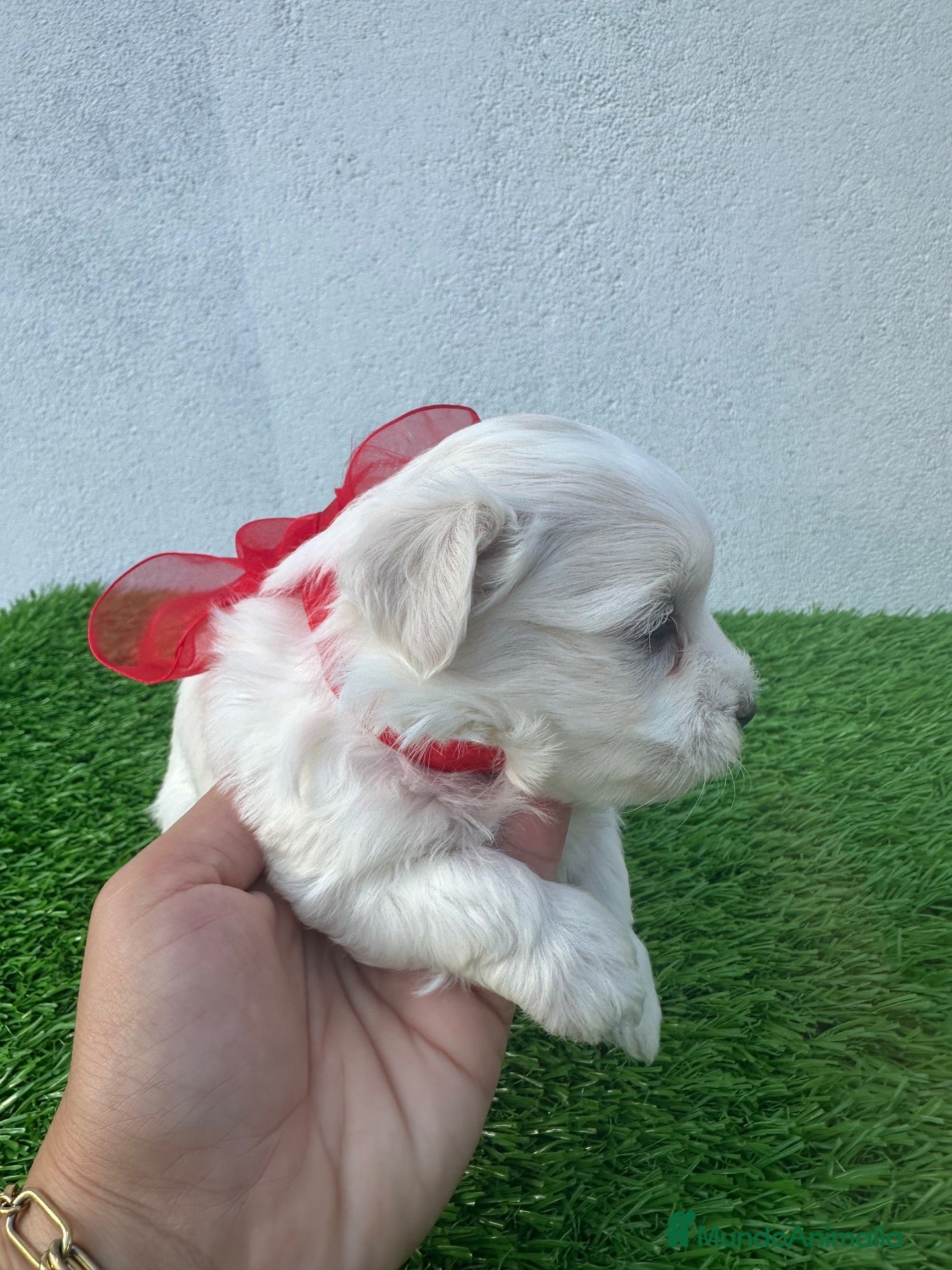 Bichón Maltés perros Cachorros Bichón Maltés Salamanca – Disponibles - Anuncio 26