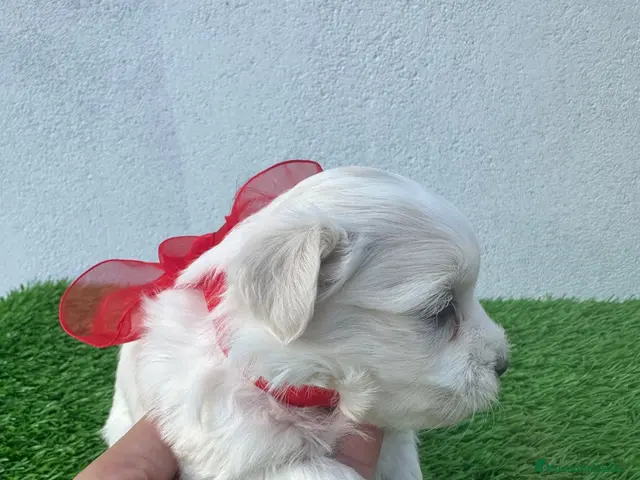 Bichón Maltés perros Cachorros Bichón Maltés Salamanca – Disponibles - Anuncio 1