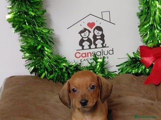 Teckel perros Teckel - Anuncio 1