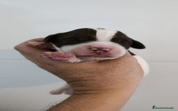 English Springer Spaniel perros en venta: Springer spanish - Imagen 4