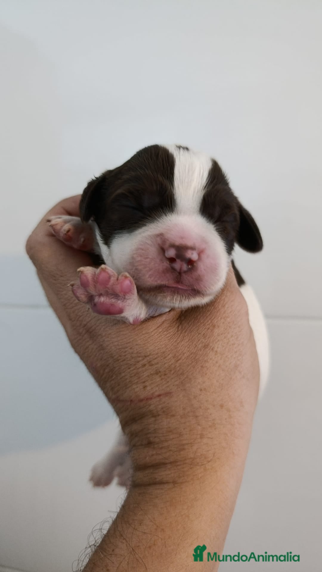 English Springer Spaniel perros en venta: Springer spanish - Imagen 4