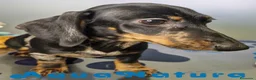 Teckel Miniatura perros en venta: Teckel Macho de Tiana y Tilo 4490 AQUANATURA - Anuncio 9