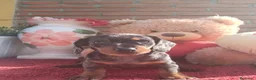 Teckel Miniatura perros en venta: Teckel mini/kanichen - Anuncio 5