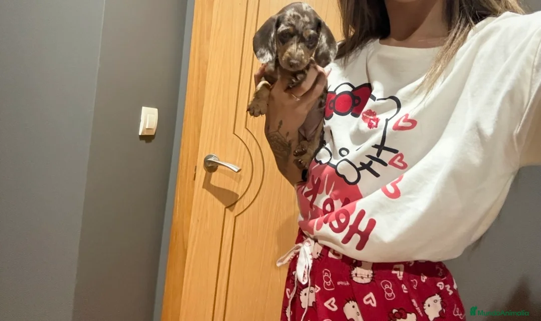 Teckel Miniatura perros en venta: Teckel arlequín chocolate  - Anuncio 1