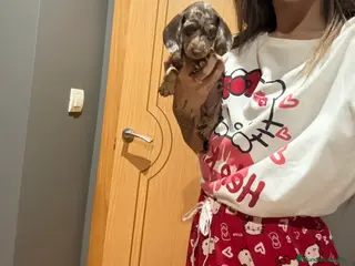 Teckel Miniatura perros Teckel arlequín chocolate - Anuncio 1