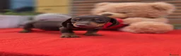 Teckel Miniatura perros en venta: Excelente camada de teckel  - Anuncio 5