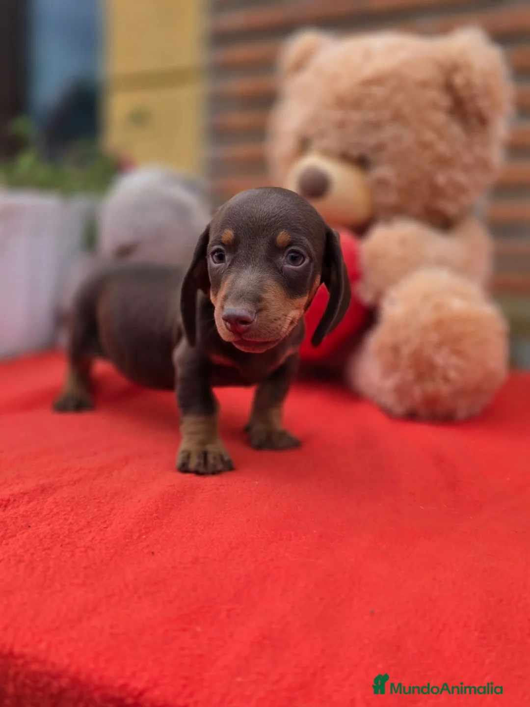 Teckel Miniatura perros en venta: Excelente camada de teckel  - Anuncio 5