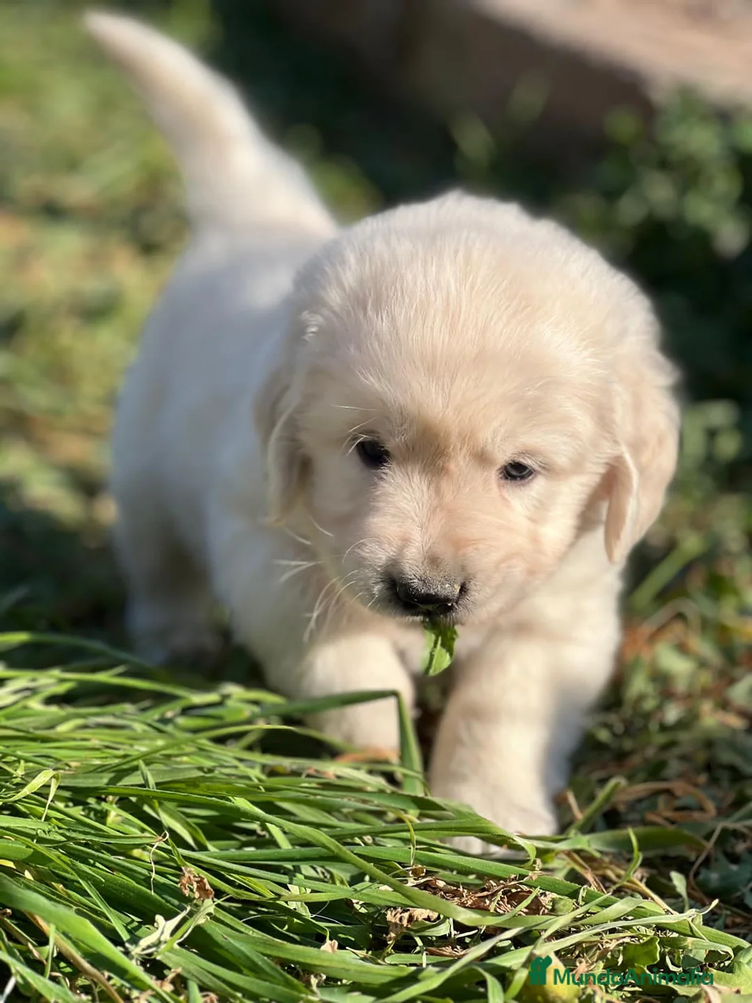 Golden Retriever perros en venta: GOLDEN RETRIEVER MACHO DISPONIBLES en Barcelona - Anuncio 2