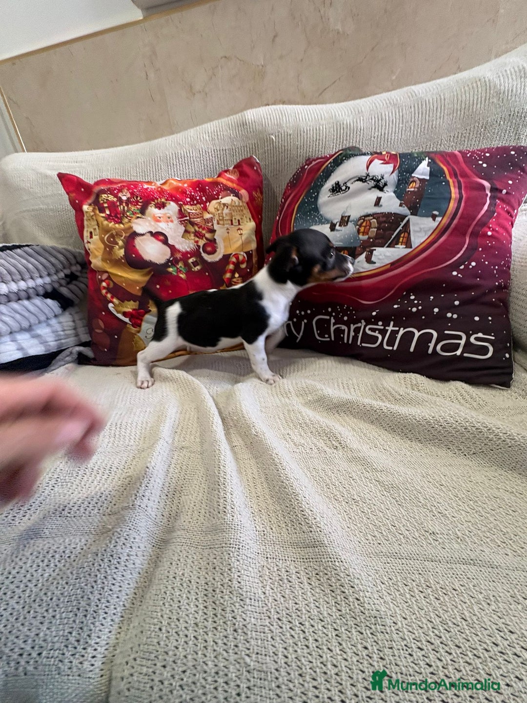 Jack Russell Terrier perros en venta: Jack Russell  - Anuncio 8