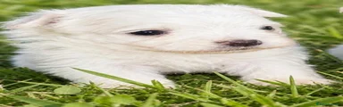 Bichón Maltés 1