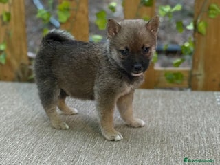 Shiba Inu perros Preciosos Shiba Inu auténticos - Anuncio 1