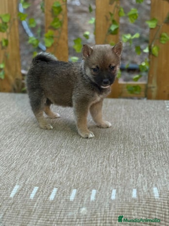 Shiba Inu perros Preciosos Shiba Inu auténticos - Anuncio 1