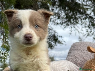 Border Collie perros en Ciudad Real - Anuncio 14
