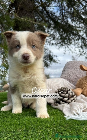 Border Collie perros en Ciudad Real - Anuncio 2