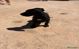 Dogo Alemán perros en venta: OPORTUNIDAD GRAN DANES HEMBRA - Imagen 4