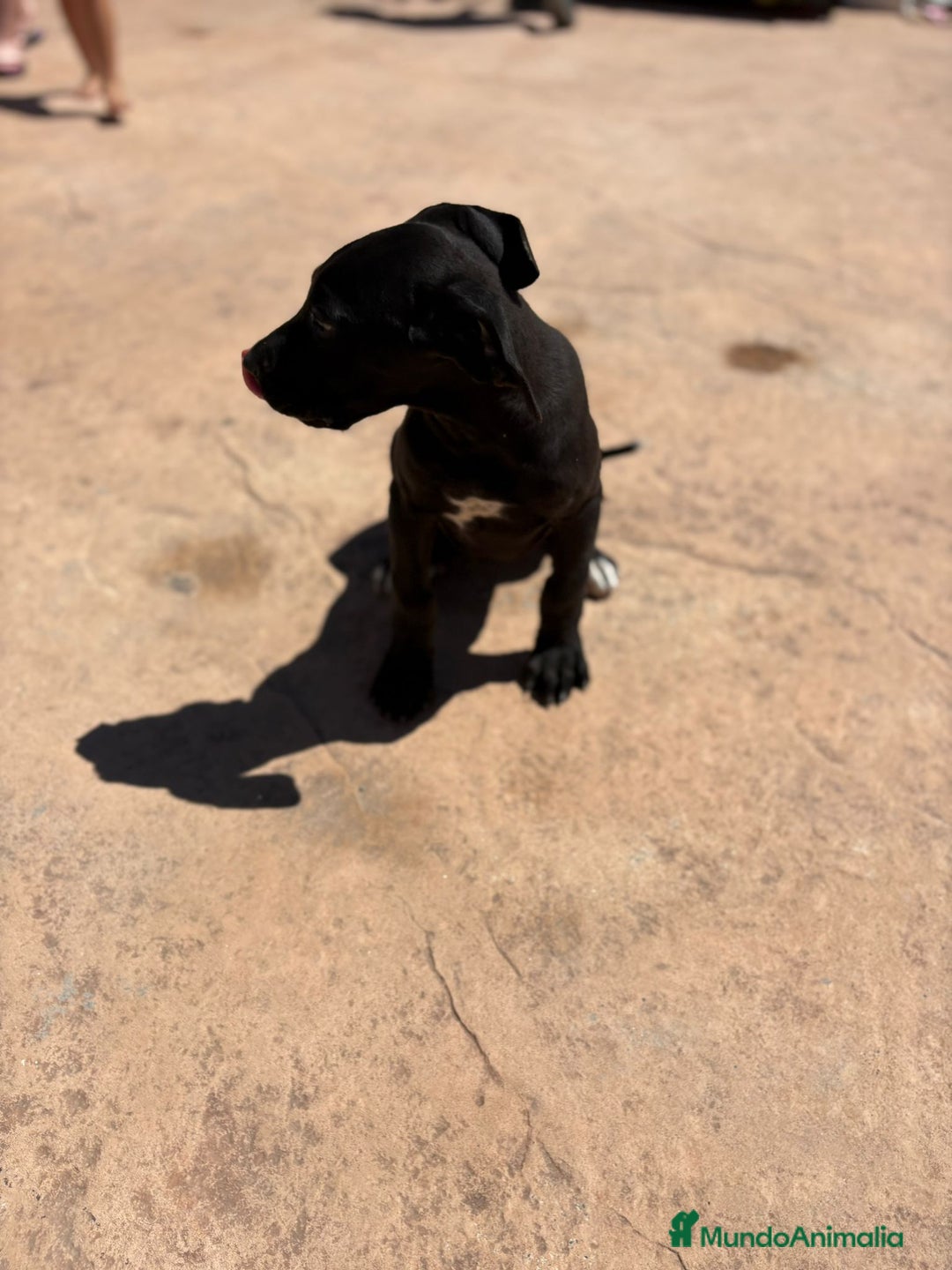 Dogo Alemán perros en venta: OPORTUNIDAD GRAN DANES HEMBRA - Imagen 4