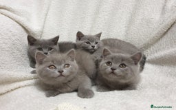 Británico de Pelo Corto Azul gatos en venta: British shorthair  - Imagen 3