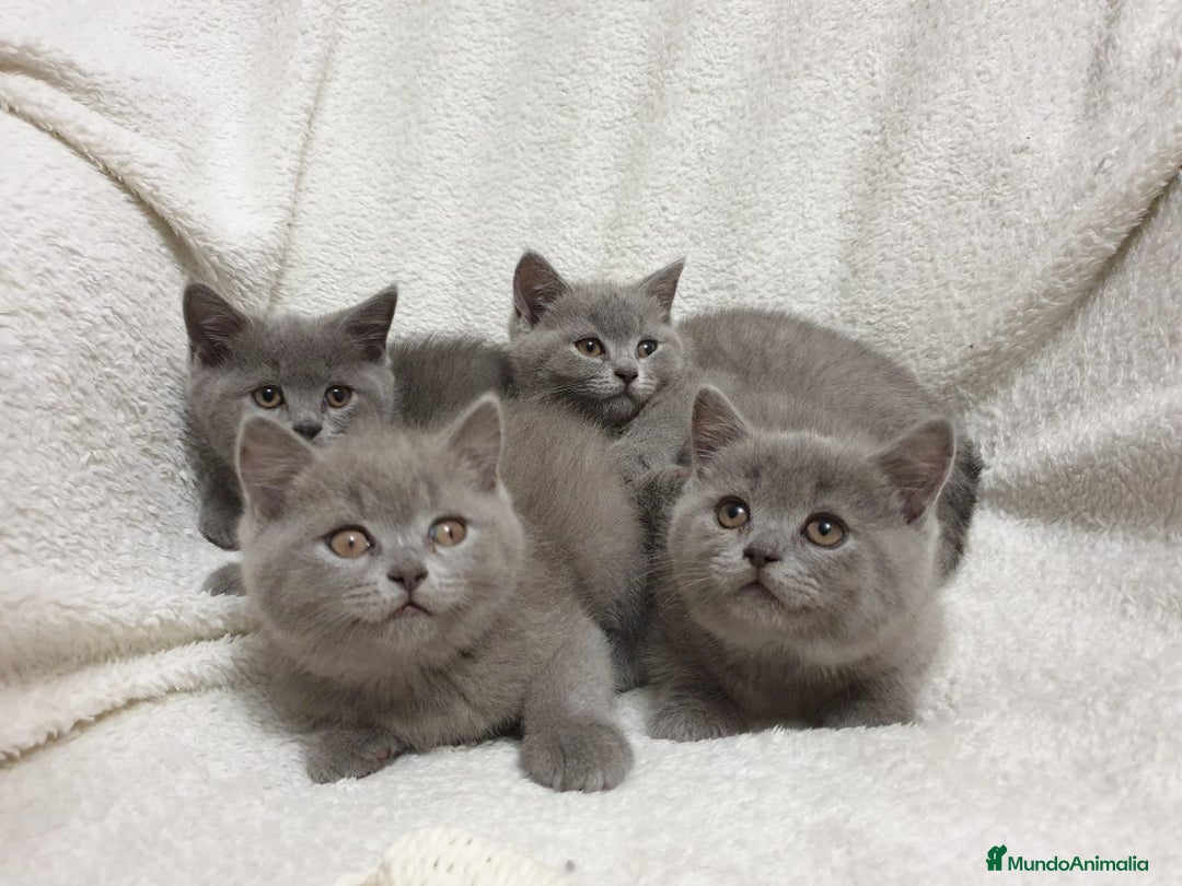 Británico de Pelo Corto Azul gatos en venta: British shorthair  - Imagen 3