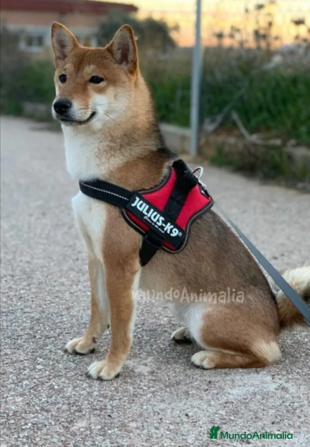 Imagen de galería {{count}}