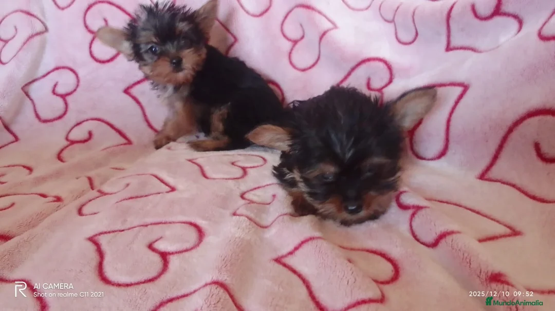 Yorkshire Terrier perros en venta: Yorshire toy  - Anuncio 4