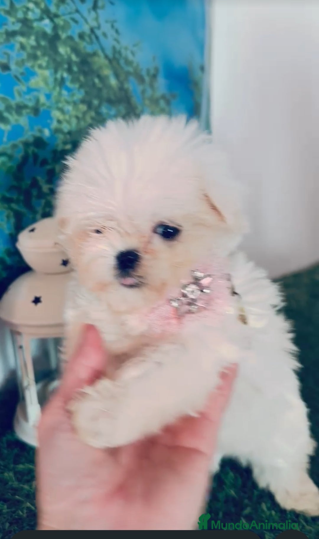 Bichón Maltés perros Bichón maltes coreano - Anuncio 1