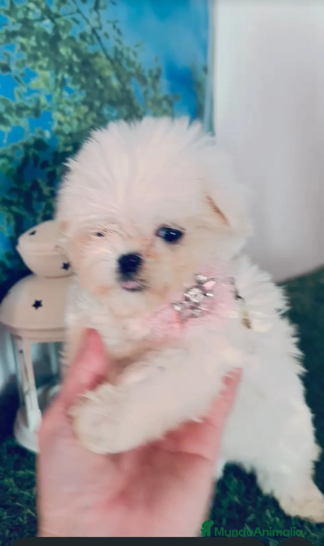 Bichón Maltés perros en venta: Bichón maltes coreano - Anuncio 1