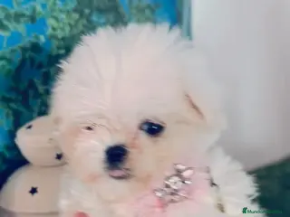Bichón Maltés perros Bichón maltes coreano - Anuncio 3
