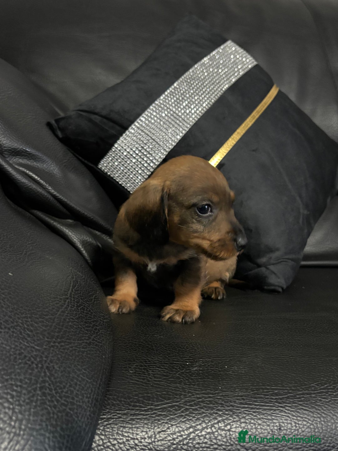 Teckel perros en venta: Disponible teckel color jabalí  - Anuncio 2