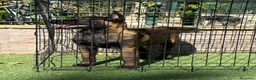 Pastor Belga Malinois perros en venta: Cachorra pastor belga Malinois  - Anuncio 5