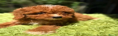 Cavapoo Cachorro 1