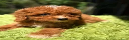 Cavapoo perros en venta: CAVAPOO ROJO - Anuncio 1